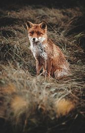 Zittend vosje in het gras van Leanne Verdonk
