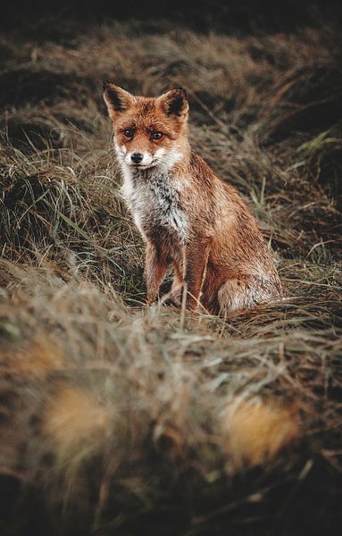 Sitting fox in the grass by Leanne Verdonk