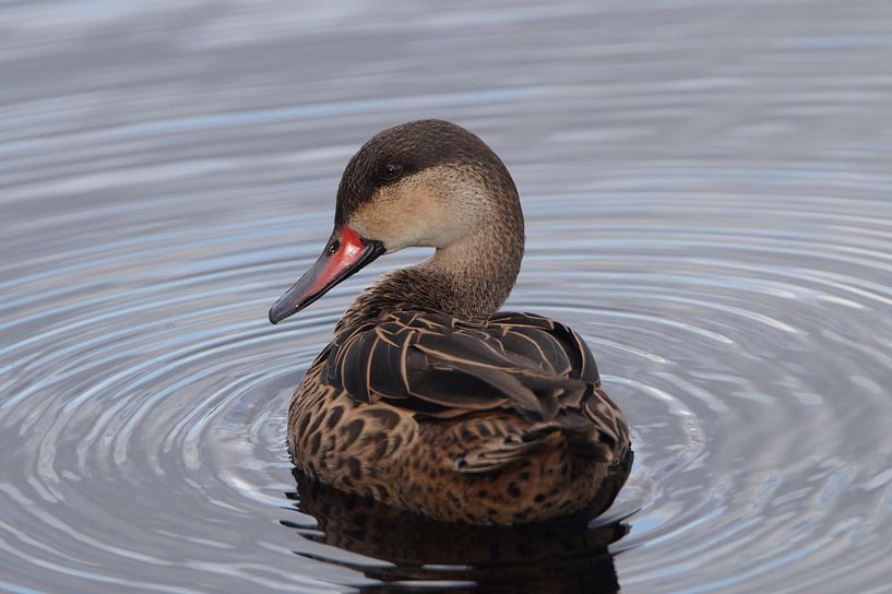 Ente im Wasser von Mark Koolen