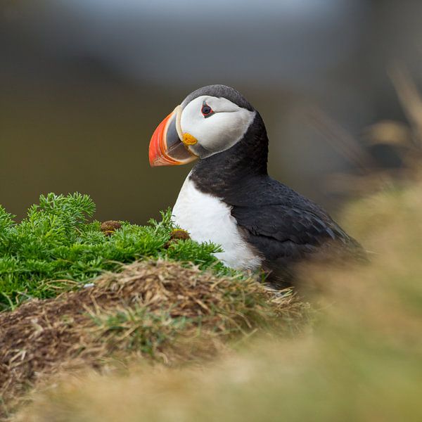 Macareux moine sur un rocher par Menno Schaefer