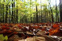 Amsterdamse Bos