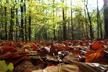 Amsterdamse Bos by Pamela Fritschij