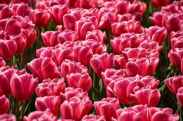 Roze tulpen van Ad Jekel
