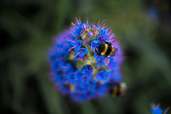 Hummeln auf einer Blume aus Madeira