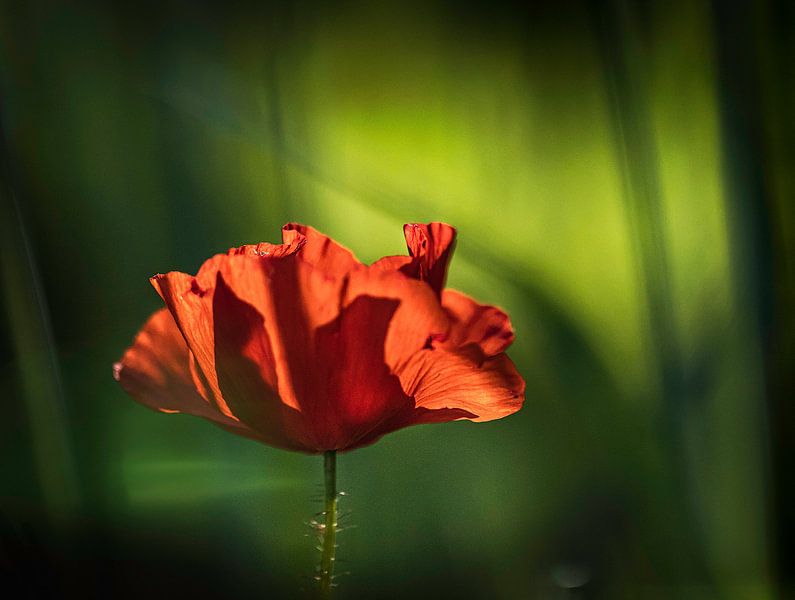 Poppy in sunlight by natascha verbij