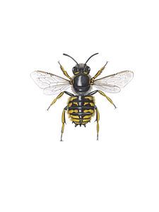 Grande abeille de laine