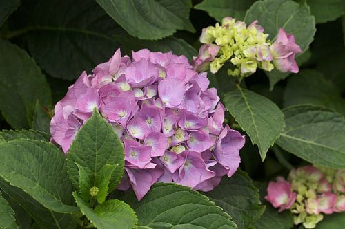 Lila Hortensie