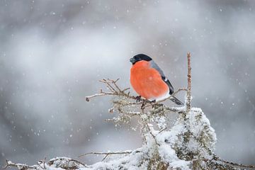 Bullfinch, Pyrrhula pyrrhula by Gert Hilbink