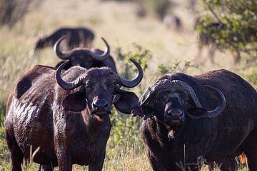Twee waterbuffels in de ochtend uit Afrika van Fotos by Jan Wehnert