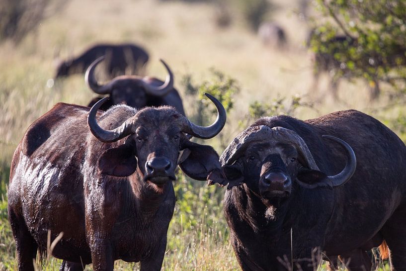 Zwei Wasserbüffel am Morgen aus Afrika von Fotos by Jan Wehnert