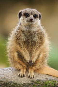 Stokstaartje (Suricata suricatta) van Ronald Pol
