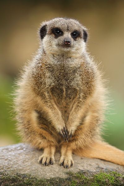Erdmännchen (Suricata suricatta) von Ronald Pol