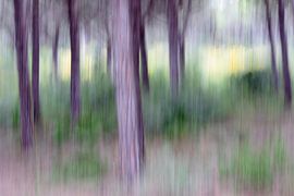 LA BRENA NATURAL PARK ICM- forest gumps by Bernd Hoyen