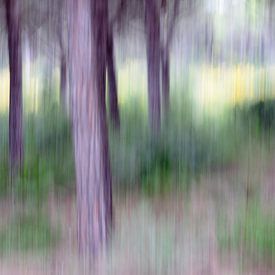 PARQUE NATURAL DE LA BRENA ICM - forest gumps von Bernd Hoyen