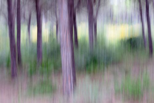 NATUURPARK DE LA BRENA ICM - forest gumps