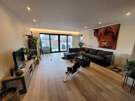 Portrait Scottish Highlander 2