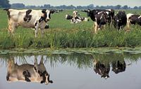 Koeien spiegelen in een sloot van Wim van der Ende thumbnail