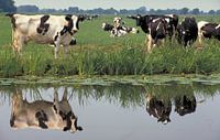 Koeien spiegelen in een sloot