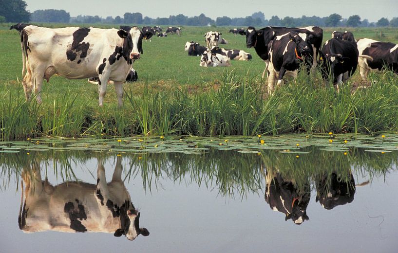 Koeien spiegelen in een sloot van Wim van der Ende