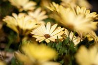 A portrait of a yellow Spanish daisy in focus among other flowers of the same species.