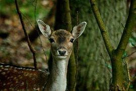 Damhert von Arno-Jan Boere