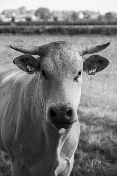 Stier van Antoon van Osch