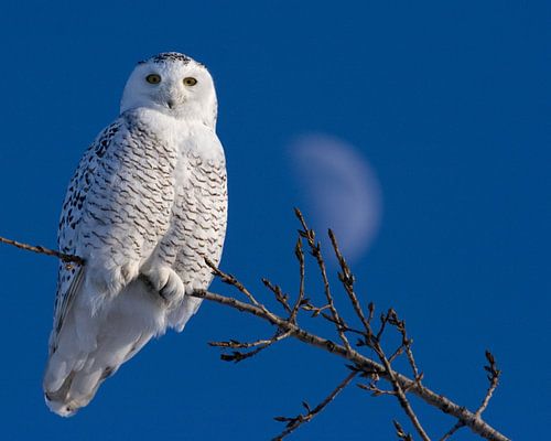 Snowy Owl