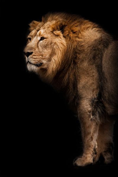 power and strength. A powerful Asian lion male against the background of a dark cave, bamboo is lyin by Michael Semenov
