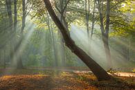 Sunbeams by Thijs Friederich thumbnail