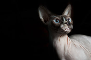 Naaktkat met blauwe ogen