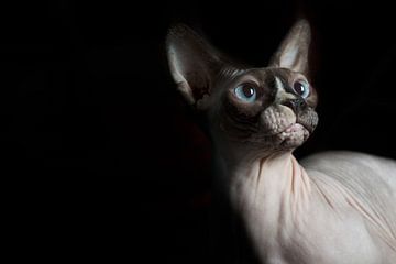Nackte Katze mit blauen Augen von Cindy Van den Broecke
