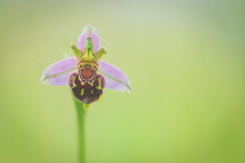 A Bee Orchid by Karin Tebes
