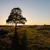 Eenzame boom bij ondergaande zon van Paul Veen