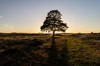 Einsamer Baum bei Sonnenuntergang