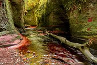 Devil's Pulpit (Finnich Glen) laag met boom van Theo Fokker thumbnail
