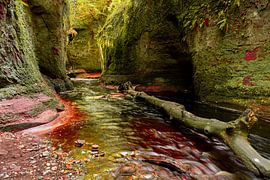 Devil's Pulpit (Finnich Glen) bas avec un arbre sur Theo Fokker