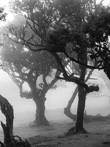 Foggy trees I