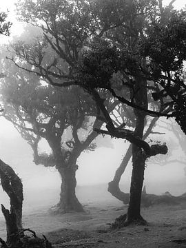 Foggy trees I von Michael Schulz-Dostal