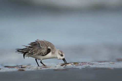 Drieteenstrandloper bij zee