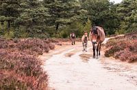 Wild horses