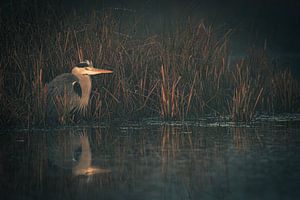 Reiger aan de waterkant en rietkraag van Dirk van Egmond