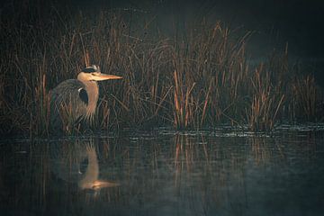 Heron at the water's edge and reed bed by Dirk van Egmond