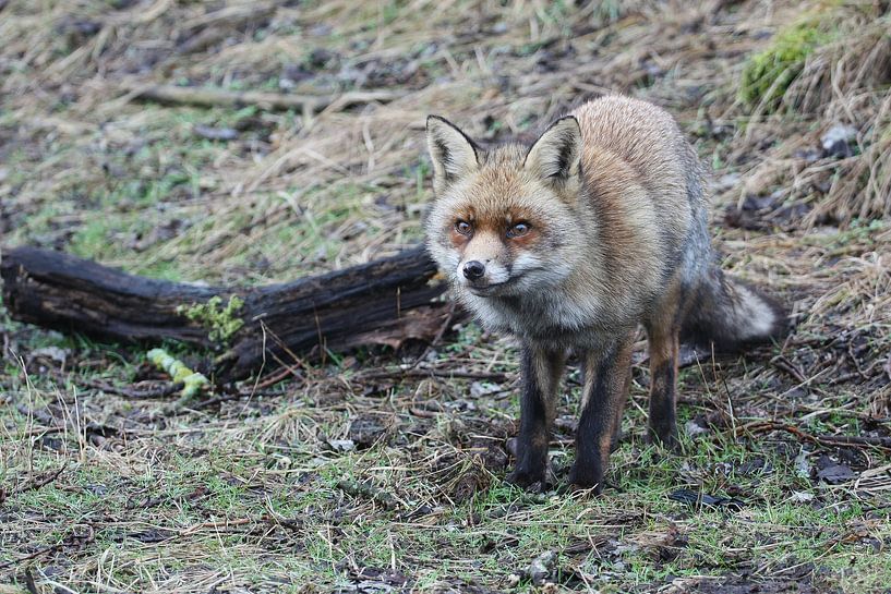 Fox (Vulpes vulpes) by Mighuel Geutskens
