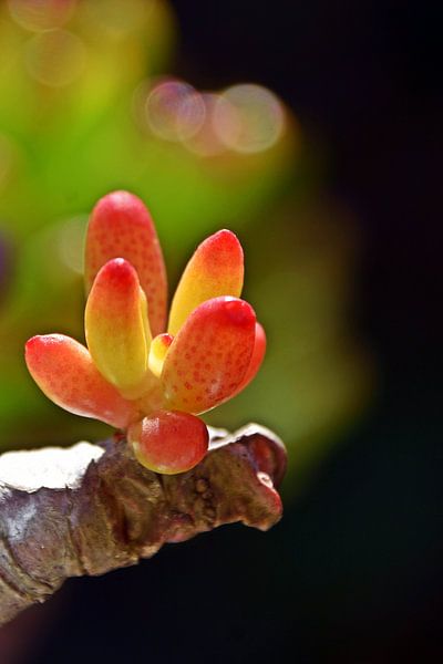 nouvelles feuilles de la succulente Sedum rubrotinctum par Werner Lehmann