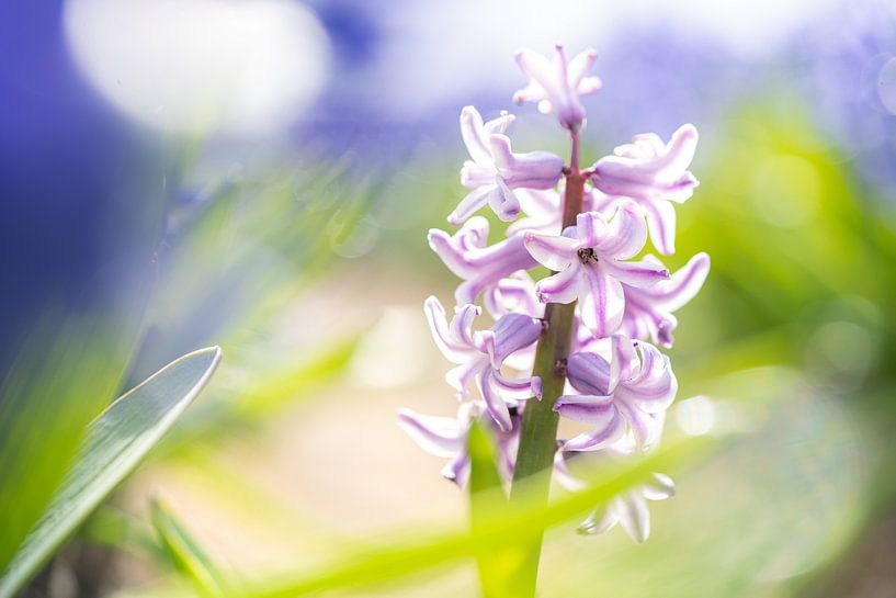 Kleurrijk bloemenveld van Fotografiecor .nl