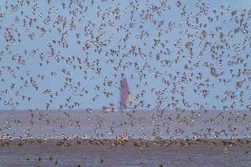 Bonte strandlopers in de waddenzee vlucht van Hans Hut