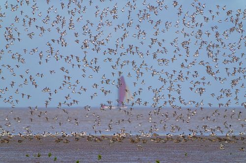 Bonte strandlopers in de waddenzee vlucht