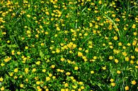 Buttercups van Thomas Jäger thumbnail