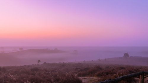 Posbank rose et violet sunrise