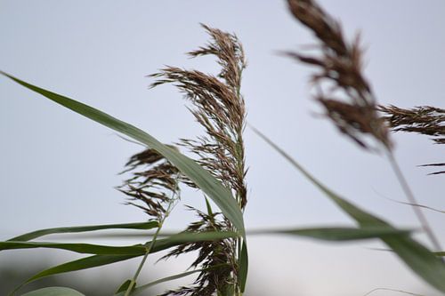 Gros plan de l'élément photo nature.